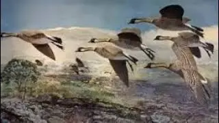 Birds - Volume Two Number Five November, 1897: The Yellow Billed Tropic Bird (article two)