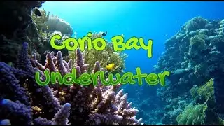 Corio Bay Underwater