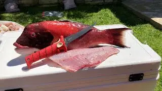 How to Fillet California Sheepshead