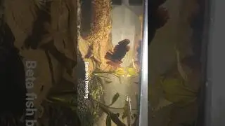 BETA FISH BREEDING || MALE BETA FISH ||FEMALE BETA FISH|| WILD BETA|| #worldfish  #fishkeepinghobby