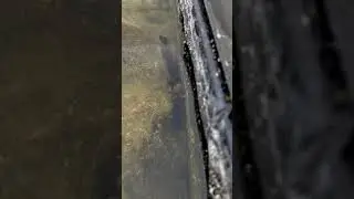 Male newt succeeds in mating with female newt