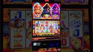 Coins SPLIT IN TWO on BUFFALO at FOXWOODS #gamble #slot #slotmachine #fun #foxwoods