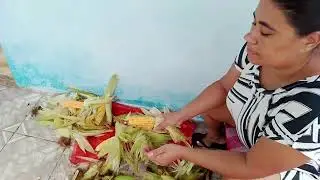 #Roça de milho.. muito fatura Aki tive que despalhando um pouco para as galinhas 
