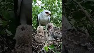Black-Winged Kite Nest Cam: Watch the Babies Hatch