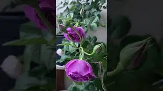 Первое цветение после зимы розы Минерва в горшке #rose #garden
