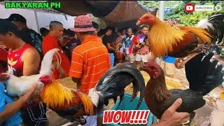 EP-33-BENTAHAN NG MGA MANOK/Halos Lahat Quality/Jackpot 2500 NABILI.