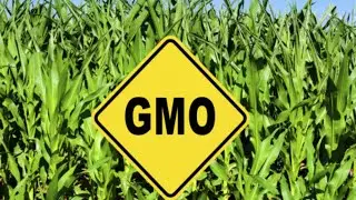 BREAKFAST IN AFRICA SHORT: THE ANTI-GMO STRUGGLE