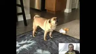 Screaming Pug