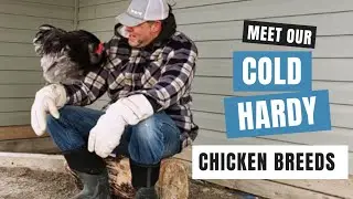 Our choice for cold hardy chicken breeds