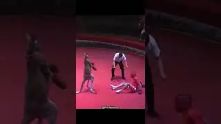 Kangaroo Vs Boxer Fight 💀