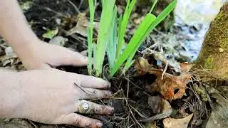 How to Grow Iris Bulbs