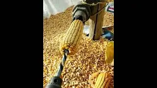 Easy Way To Remove Corn Kernels - How to remove Corn Kernels - Agri Gears