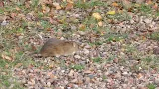 Rodent, Rats, Mice Exterminator Vancouver BC | Alpine Pest Control Ltd