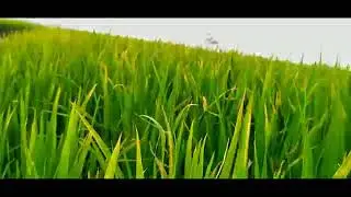 Natural beauty of Village, Relax,beauty,cool,soulful,lovely || Rich Blogger