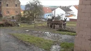 poitou konzert 8 1 14