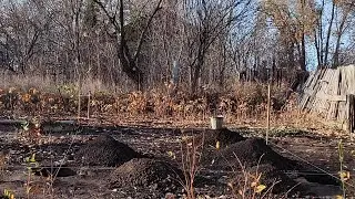 Подготовка к весенней посадке. Готовим посадочные ямы для плодовых деревьев.
