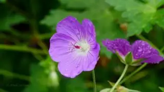 Nature Close-ups (4K)
