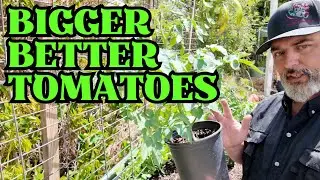 Tomato Magic! My easy steps to planting the perfect tomato!