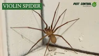 Violin Spider: Identification, Behaviour & Safety Tips | Pest Control Excellence