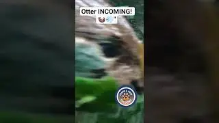 POV: This Dwarf Otter just BONKED my camera! 🦦💨 | Underwater Zoomies #shorts #otters #cute