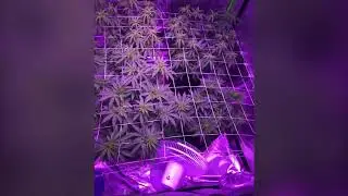 Scrog of first legal cannabis grow
