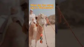 The Camel Said What!? 😂😏 HAPPY HUMP DAY