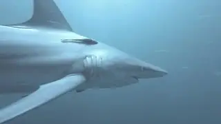 Swimming Shark Pack Stock Video