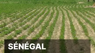 S&eacute;n&eacute;gal tigasɛnɛlaw bɛ k'u ka jɔrɔw yira ka kɛɲɛ n'u ka gɛlɛya dɔw ye ɲinan &bull; RFI