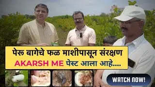 Akarsh ME Paste हे फळ माशी प्रतिबंधासाठी योग्य उत्तर आहे #akarshme #guava #fruitfly #atgc #marathi