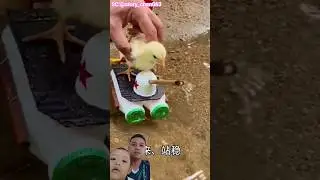 ANAK AYAM MAU JALAN JALAN⁉️story_chan063#trendingshorts #shortsviral #chicken #animal
