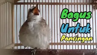 Suara Burung Trucukan Garuda Gacor Isian Mewah Paling Bagus untuk Pancingan 