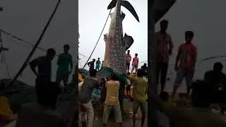 Dekho sub to vadi fish...