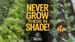 Never Grow These 20 Vegetables in a Shady Garden - You Will Regret It!