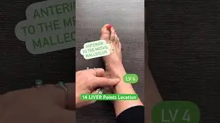 How to locate the 14 LIVER Acupuncture Points #acupuncturepoints