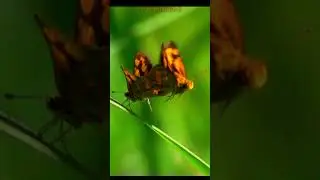 🦋🦋 Lesser Dart Butterfly Mating Attempt Takeoff | 40&times;&ndash;8&times; Slow Motion | Cebu Philippines