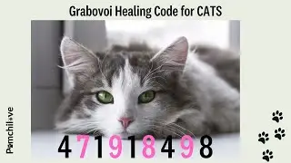Healing code for cats, energy number, grabovoi grigiri codes, #energynumbers #healingcodes #cats