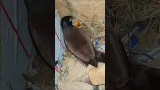 Mother Bird Protecting and Feeding Chicks (p2) #viral #trending #shorts #youtubeshorts #ytshorts