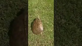 Turtle Sprint