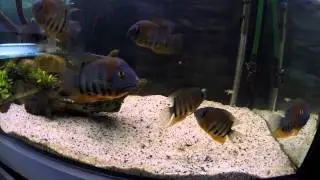 Moje niunie czyli Red Shoulder Severum, (Heros sp. rotkeil)