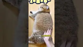 This Chonky Cat Just Unlocked Max Relaxation Mode! 😹 #CatShorts #ChonkyCat #BellyRubs #HappyCat
