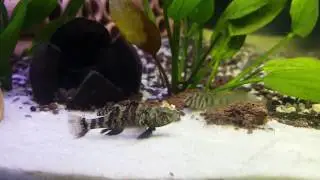 Butis Koilomatodon ( Bống Hổ ) v&agrave; Omobranchus Zebra