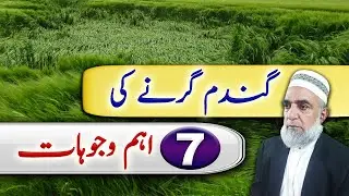 Factors causing wheat lodging || Crop Reformer