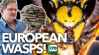 Down under with European wasps