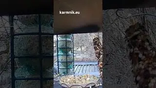 Karmnik Live