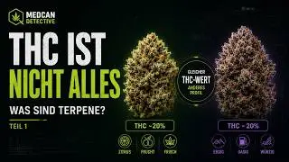 WHAT ARE TERPENES? | Why THC isn't enough