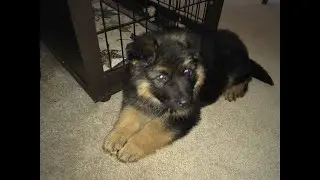 King Shepherd from 3 months puppy to 6 years monster