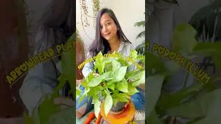 Tips for a Bushy Syngonium🪴Arrowhead plant🌱#plants #gardening #balconygarden #syngonium #trending