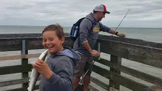Sand shark from pier