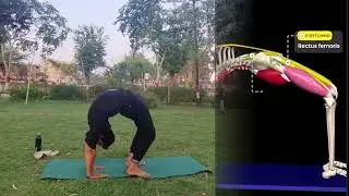 Chakrashna advanceyogasana Benefits body strength body part stretching, Backbanding, flexibility 