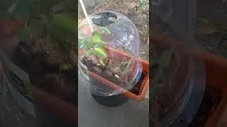 #protection #plants #bell #cloche #coldweather #plantas #naturelovers #garden #jardin #tiempo #frio